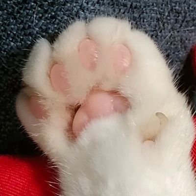 スネGさんのプロフィール画像