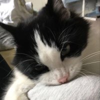 Sut. (@sut_taaa) 's Twitter Profile