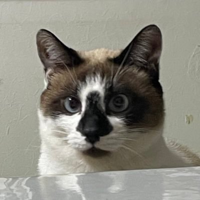 naru21chikuwa's profile picture. 猫の家族と暮らしています。気ままに生きてます。