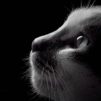 Constantin Stroman (@constantin97966) Twitter profile photo