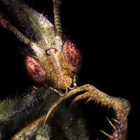 Atheist mantis (@n01h3a) Twitter profile photo