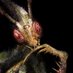 Atheist mantis (@n01h3a) Twitter profile photo
