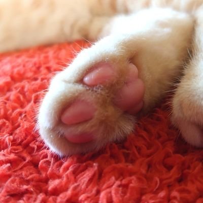 既婚😌
料理とかいろいろ好きなものリポストしがち♡
