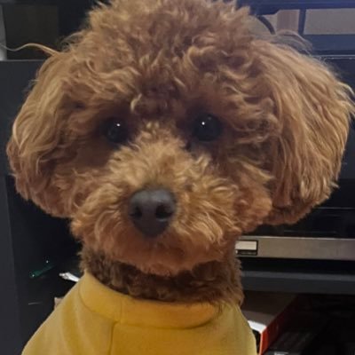 だいき🎀💌🐶さんのプロフィール画像