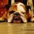 1JBell7's profile image