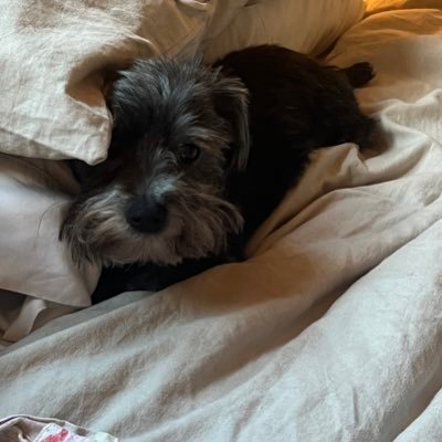 MauryWStrong's profile picture. Louisiana Native. MD. Training in Memphis.