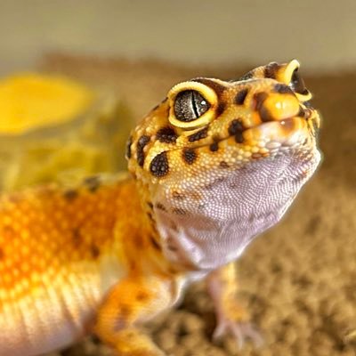 無言フォロー失礼します🙇‍♂️🙇‍♂️ 生き物大好き社会人です🐍 爬虫類や両生類たちと共生しています☺️2024年はボールパイソンのブリードチャレンジできたら...✨