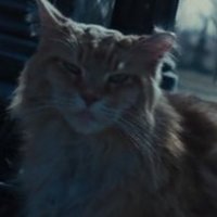 buttercup snow (@bornm0user) 's Twitter Profile