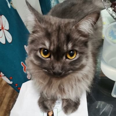 EFidel8488's profile picture. 