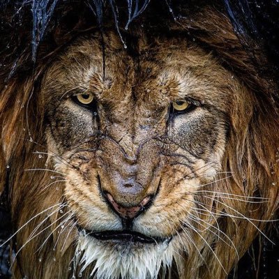 fonziesjacket's profile picture. your opinion sucks