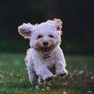 YoupengD's profile picture. 