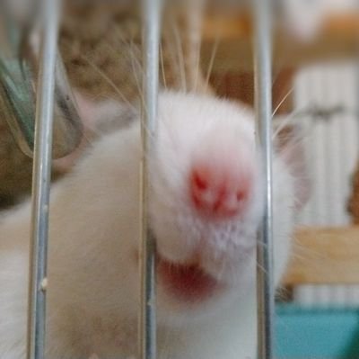 Rodentias's profile picture. うちの子あかうんと🦎🐍🐸🐀🐁🐇🐈‍⬛🐥🐦‍⬛🕊🦔🐹🐌