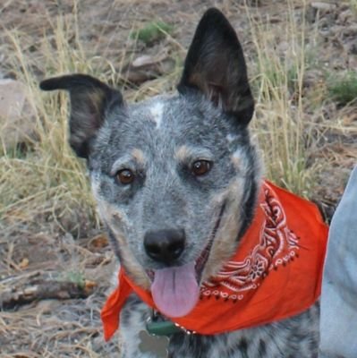 EL_ASTR0's profile picture. All 'followers' will be blocked.
I assume anyone who follows me is a bot or a fed.