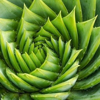 anomaIien's profile picture. INFJ/ RU🇷🇺 YKT💎 ENG🇬🇧 GER🇩🇪