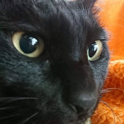 nyu_tsuki's profile picture. 🐈️猫好き
🍺🍷非飲酒🚭️非喫煙 
🚗R33スカイライン✨
😽童顔🥰読書 ❤️石田ゆり子  長澤まさみ                鉄道模型 (KATO製品 全3709輌  最近 購入した商品 EF65 )  
🥰 愛車の検修  音楽鑑賞  写真
🏟️東京ヤクルトスワローズ  /  Passion