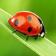 cathie_keck's profile picture. volonte