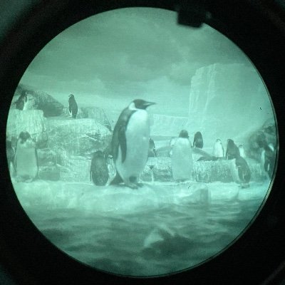 ペンギン大好き🐧 夜眼鏡🐿️はチタタプ、いいね? 横須賀に引越しました。
フォローしてない面識の無い鍵の方、趣味に無関係な方、ツイートゼロは削除します。 フォロバ?なにそれ美味しいの?