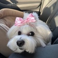 ELLE (@e113ee_) Twitter profile photo