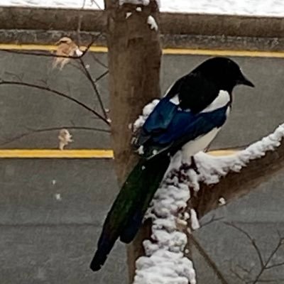 wugpie_san's profile picture. 05년생/Programmer Wannabe/日本留学準備生/Linguistic(ko, jp)/하고 싶은 거(서예, 일러스트, 글쓰기, 홈카페(바))