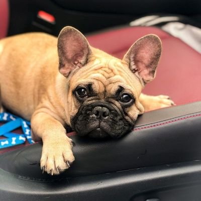 frenchiesVibe Profile Picture