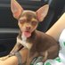 Chihuahua Lovers (@chihuahuaofusa) Twitter profile photo Chihuahua Lovers (@chihuahuaofusa) Twitter profile photo