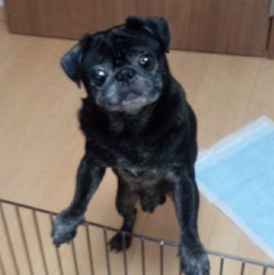 動物大好き!特にいぬ好きの私です🐶!
ワンちゃん、ネコちゃん、その他動物について情報を発信・共有できたらと思います!
動物好きだからこそ、飼い主様の気持ちに寄り添えると自負しております！
そんな私ですがよろしくお願いします🙇