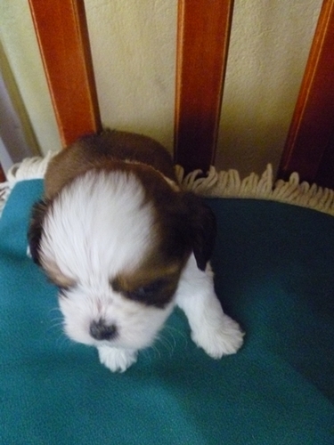 VendoLhasa_Apso's profile picture. Vendo filhote de LHASA APSO, tenho apenas um macho que já tomou 2 vacinas e está desverminado, quero negocia-lo por R$ 450,00 reais, se quiser ligue 51 85396446