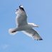 Seagull (@jlulwd) Twitter profile photo Seagull (@jlulwd) Twitter profile photo