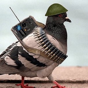 69th_pigeons Profile Picture