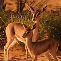 مها الوابل …🦌 (@mams_alshammri) 's Twitter Profile Photo