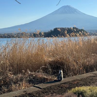 nankatanoshiko's profile picture. 社畜。メンタル豆腐なので、すぐ辞めたくなるけど、なかなか辞められない。英語嫌いだけど英語に救われてる人生なので、英語好きになりたい