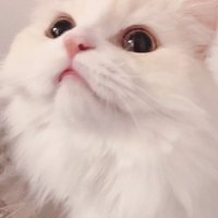 るん (@_xuo_z) 's Twitter Profile