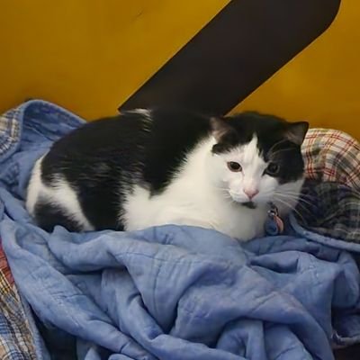 MichaeljVespa's profile picture. Sweeties Cheesecake company employee