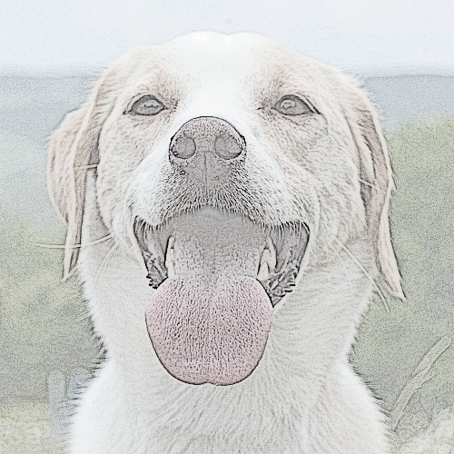 Days in the life of 5 crazy canines.