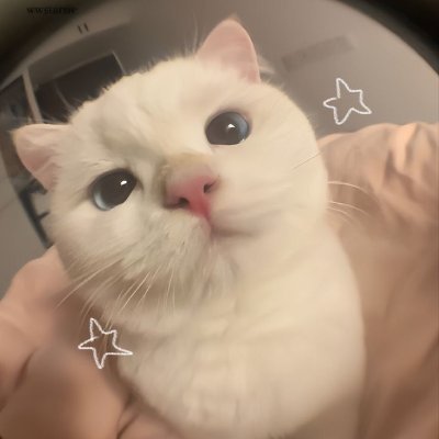 serinewon's profile picture. bookworm