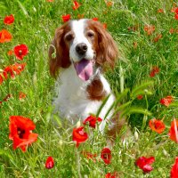 Bliss, Leon & Róisín (@mecora_setter) 's Twitter Profile