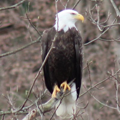 WVUdrummer Profile Picture