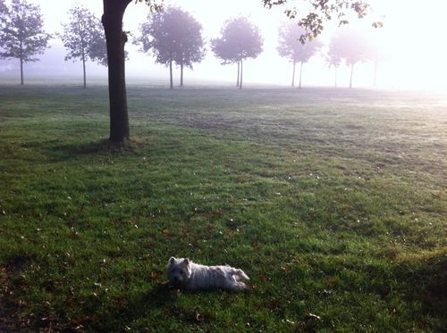 Papa van 2 mannen. Loopt altijd het laatste rondje van de dag met hond Blitz. Soms is dat de eerste ronde alweer....