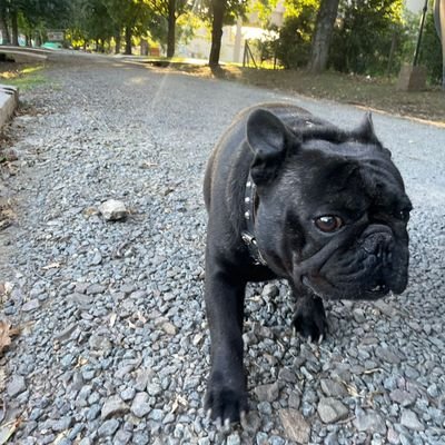 siemprecesar's profile picture. Me tienen podrido...