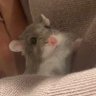 ayu_hikikatari's profile picture. 20歳|弾き語り|ギター|バンド 「音楽を誰かの活力に。」