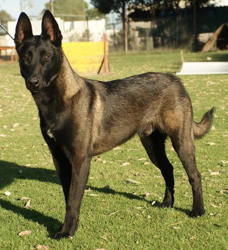 Criadero de Pastor Belga Malinois.
Ejemplares importados de Europa.