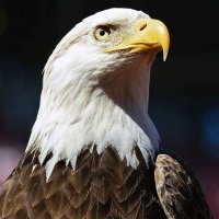 Chris Leuschke (@chrisleusc72035) 's Twitter Profile