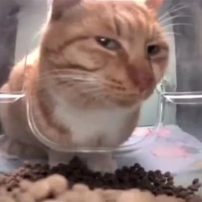 quengadu's profile picture. 