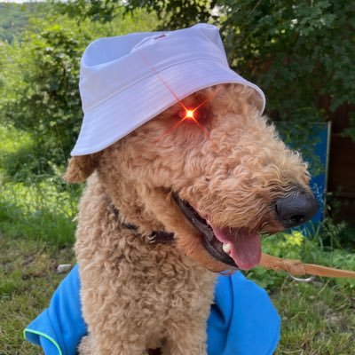 Scatoshiii's profile picture. “If you don't believe me or don't get it, I don't have time to try to convince you, sorry.” #Bitcoin