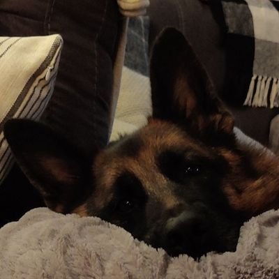 SenSgtShepherd's profile picture. 