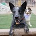 DogFarts (@4dogfart) Twitter profile photo DogFarts (@4dogfart) Twitter profile photo