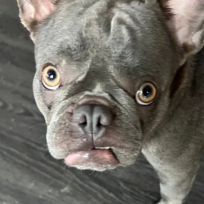 trixiepark's profile picture. My life = Parker Boys +Frenchie Mom + this wife will cut you over minezzzz