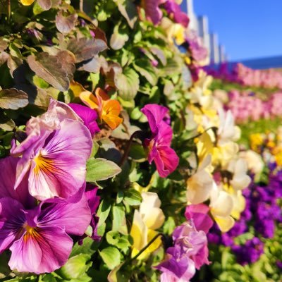 素敵な花たちを紹介していきます🌸