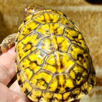 亀です 純正ヘッドカバー】 ダンロップ スリクソン ZXi ウッド専用