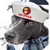 Skipper the Boat Dog (@stheboatdog) Twitter profile photo Skipper the Boat Dog (@stheboatdog) Twitter profile photo